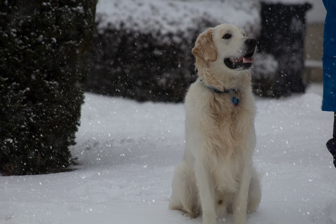 Photo Fluffy dog